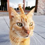 Profile Picture of Jean-Christophe Nicolay (@jchrnico) on Instagram
