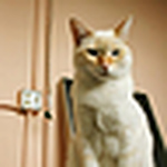 Profile Picture of Stephanie Mack (@smacktwin) on Flickr