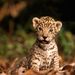 Profile Picture of andrew friedt (@andrewfriedt) on Pinterest