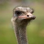 Profile Picture of rainer hartmann (@rainertcb) on Instagram
