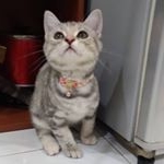 Profile Picture of 御飯糰 (@tuantuanchung) on Instagram