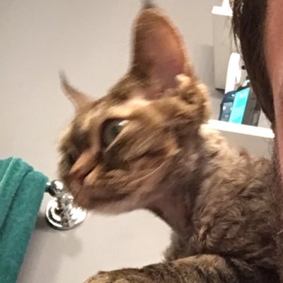 Joseph Harris - Twitter Profile Picture of Joseph Harris (@JoeRuffalo34) on Twitter