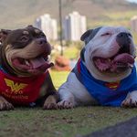 Profile Picture of Luthero e Lisa Bully (@luthero_lisabully) on Instagram