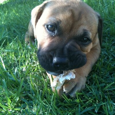 Profile Picture of Chris Diener (@ChrisPW22) on Twitter