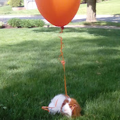 Profile Picture of Nicholas Laliberte (Pegasus) (@nicholaslaliberte3573) on Youtube