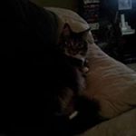 Profile Picture of Amanda Hyser Collins (@hysercollins) on Instagram