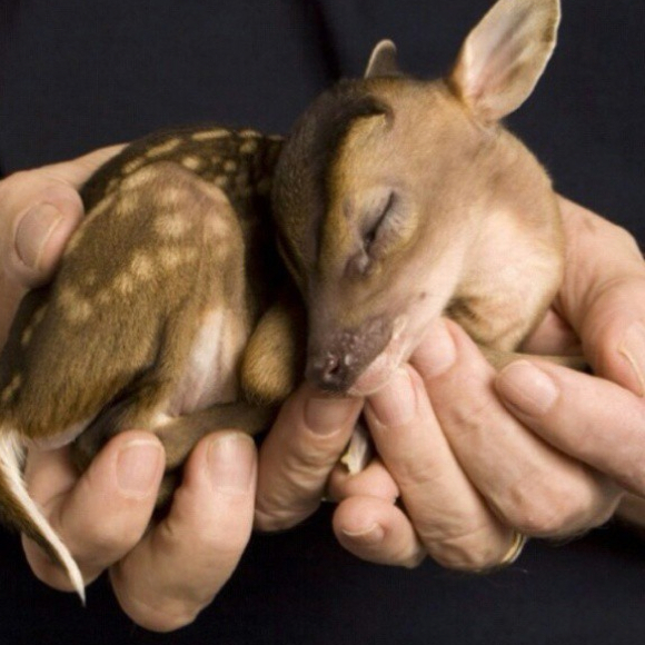 Profile Picture of Elizabeth Freidman (@lizzyshell) on Poshmark