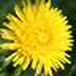 Profile Picture of Newjeans (@Newjeans) on Flickr