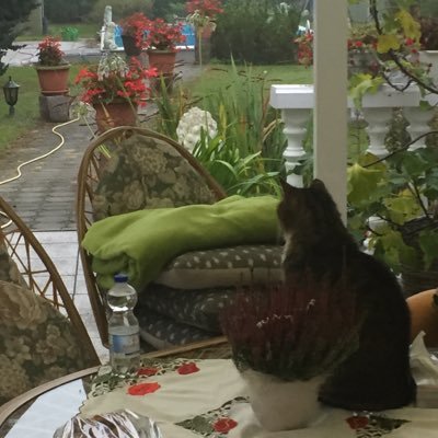 Profile Picture of Stephanie Thormeyer (@ThormeyerThorm2) on Twitter