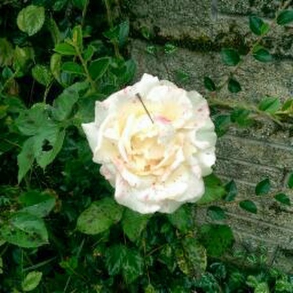 Profile Picture of Danni Cooper (@dtcooper92) on Poshmark