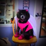 Profile Picture of Sarah Randles (@annies_oodles_of_poodles) on Instagram