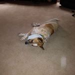 Profile Picture of Mike Rogan (@mrogan1203) on Instagram