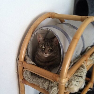 Profile Picture of Michael Löffler (@Cleanmann) on Twitter