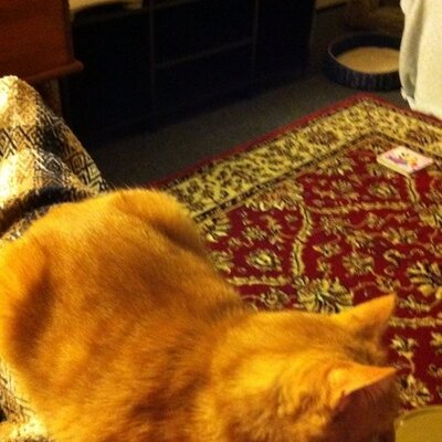 Profile Picture of Sabrina Paradis (@sharks1975) on Twitter