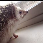 Profile Picture of Carl The Hedgehog (@carlthehedgehogg) on Instagram