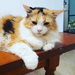 Profile Picture of Cindy Baksh (@cheekie_indian) on Instagram