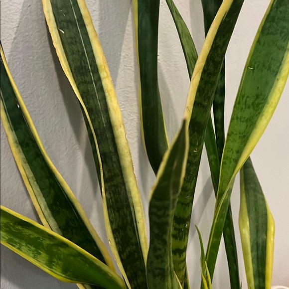 Profile Picture of Lena Krusinski (@lenakrusinski) on Poshmark