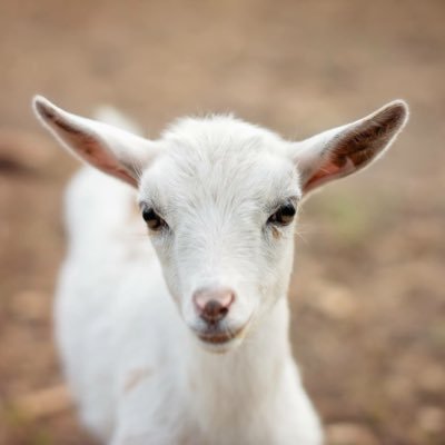 Profile Picture of Danielle Bryan (@PareDown) on Twitter