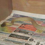 Profile Picture of Luke Mcsweeney (@sweeny1983) on Instagram