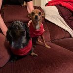 Profile Picture of Christie Anshutz (@christy.pedigo) on Instagram