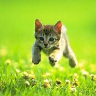 Profile Picture of Kitty Higbee (@kittyruth) on Twitter