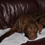 Profile Picture of Louise McGinn (@rob.lou1) on Instagram