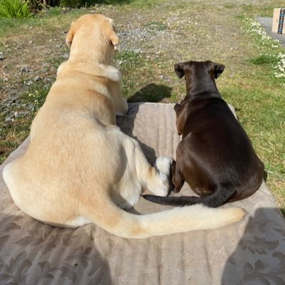 Profile Picture of Joanna Wheeler (@JoannaWheeler13) on Twitter