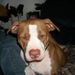 Profile Picture of Bobbie Harden-Green (@bobbiejoharden) on Pinterest