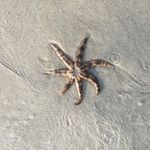 Steve Brooker - Instagram Profile Picture of Steve Brooker (@brookz777) on Instagram