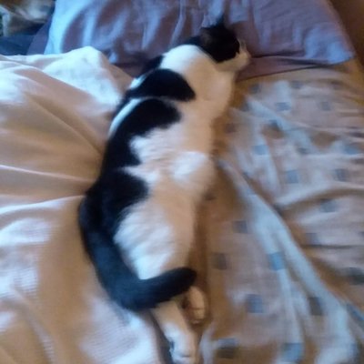 Profile Picture of Javier Guzman (@JavierG79792323) on Twitter