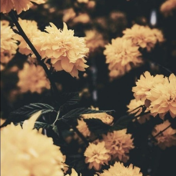 Profile Picture of Danielle Globus (@danielle_globus) on Poshmark