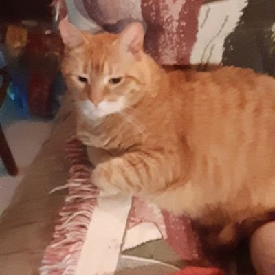 Profile Picture of Robert Menard (@RobertM42660598) on Twitter