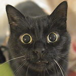 Profile Picture of Cheng-hsing Yang (@darknj) on Flickr