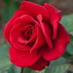 Profile Picture of Anjali Shroff (@anjali.shroff.355) on Instagram