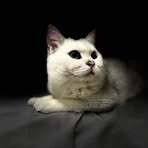 Xuan Cheng - Facebook Profile Picture of Xuan Cheng (@Xuan-Cheng) on Facebook