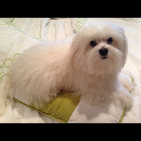 Profile Picture of Pranvera Papraniku (@ppapraniku) on Poshmark