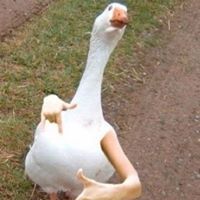 Nicholas Rosner - Pinterest Profile Picture of Nicholas Rosner (@littlebanjo999) on Pinterest