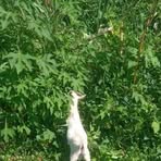 Profile Picture of Carlos Moses (@Carlos-Moses) on Facebook