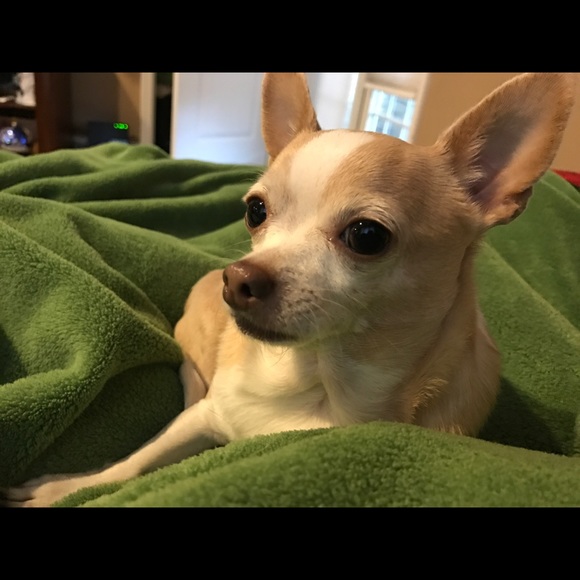 Profile Picture of Anna Skowronska (@ams2537) on Poshmark