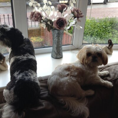 Profile Picture of Stephen Crone (@crone_stephen) on Twitter
