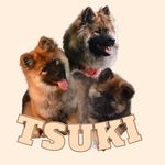 Profile Picture of 𝓛𝓮𝓼 𝓪𝓿𝓮𝓷𝓽𝓾𝓻𝓮𝓼 𝓭𝓮 𝓣𝓼𝓾𝓴𝓲 (@eurasier_tsuki) on Instagram
