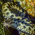 Profile Picture of Steve Hutchings (@steve.hutchings.129) on Instagram