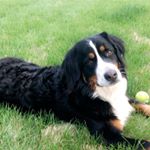 Profile Picture of Piper & Barley 😍 (@piper.barley.story3) on Instagram