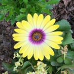 Profile Picture of Kim Sandlin (@texasgma.1250) on Instagram