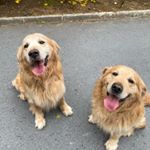 Profile Picture of Chubby & Joy (@chubby_joy_) on Instagram