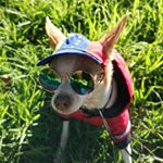 Profile Picture of Tobias Enrique (@chihuahua.tobias) on Instagram