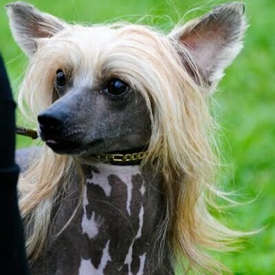 Profile Picture of Ali Foy (@ohmygodscarlet) on Twitter