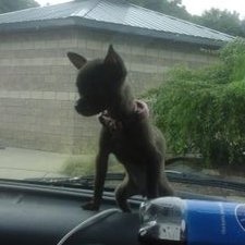 Profile Picture of Cecilia Orchard (@orchard_cecilia) on Twitter