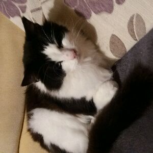 Profile Picture of aimeeanimals (@aimeeanimals) on Tiktok