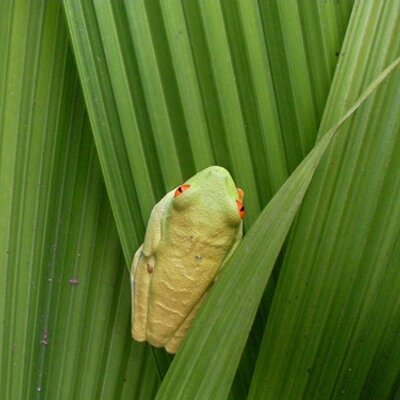 Profile Picture of Cynthia Pyun (@eatingcookies) on Twitter